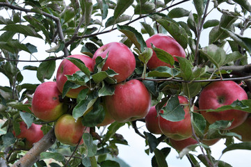 Ripe fruit apples on a tree branch with leaves