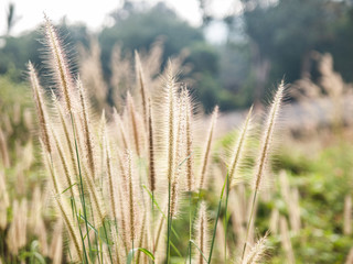 Fototapeta premium golden grass