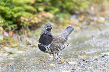 Male Spruce Grouse eye contact