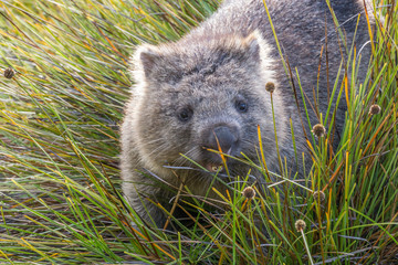 Wombat (Vombatus ursinus) im Cradle Mountain Lake St. Clair Nationalpark , Tasmanien, Australien
