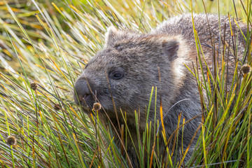 Wombat (Vombatus ursinus) im Cradle Mountain Lake St. Clair Nationalpark , Tasmanien, Australien
