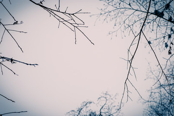 branch tree air backgroung