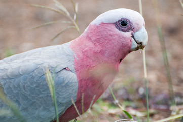 Obraz premium galah eating