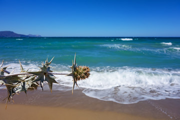 Dry thorn plant and gorgeous Greek sea on Crete 