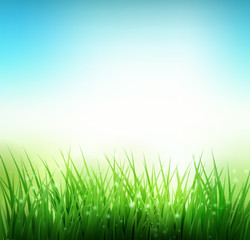 Fototapeta na wymiar Natural green grass background