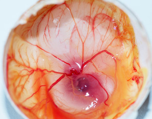 Chick embryo in egg shell