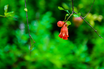 pomegranate tree in bloom