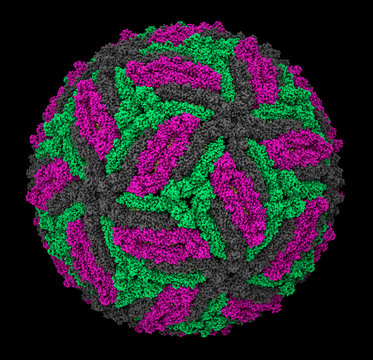 Zika virus virion capsid molecular model