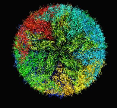 Zika virus virion capsid molecular model