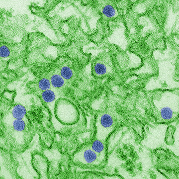 Full frame zika virus