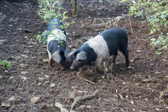 Two pigs snuffling in dirt