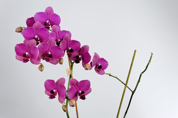 Naklejka na ściany i meble Orchidee (Phalaenopsis), pinkfarben