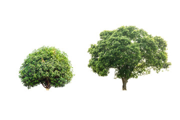 Two mango trees isolated on white background with clipping path.