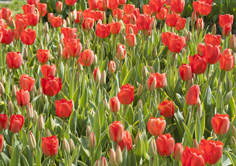 Fototapeta premium 0008 - Flower