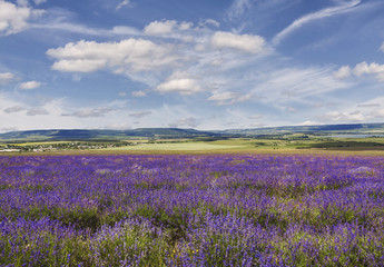 Fototapeta na wymiar Lavender field in Crimea at sunny summer day, Russia
