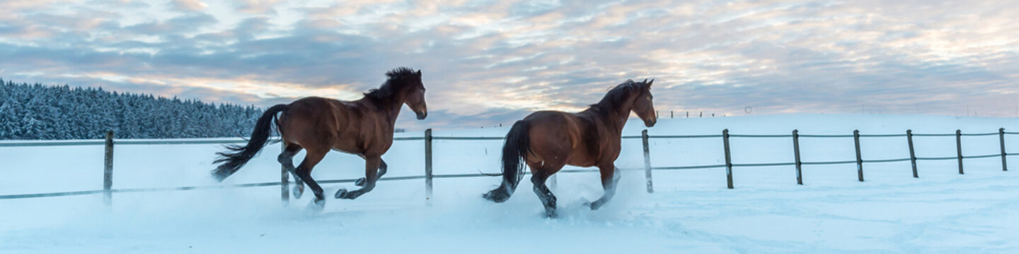 Zwei Pferde - Westfalen - rennen abends durch den Schnee