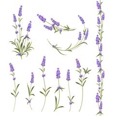 Fototapete Lavendel Set von Lavendelblütenelementen. Botanische Abbildung. Sammlung von Lavendelblüten auf weißem Hintergrund. Vektorillustrationsbündel.