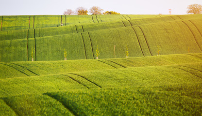 Abstract pattern texture of rolling wavy fields in spring. Spring green fields