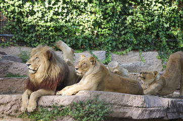 Lion family on the rock. Relax and sleepy