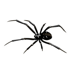 Печатьblack poisonous spider with long legs on a white background