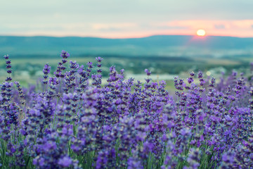Sunset in a lavender field in a Summer