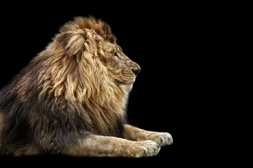 Papier Peint photo Lion Portrait d& 39 un beau lion, chat de profil, lion dans l& 39 obscurité