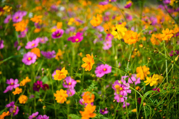 Cosmos flowers blooming