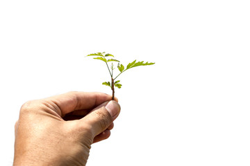 Fototapeta na wymiar Young plant in hand isolated on white background with clipping path.