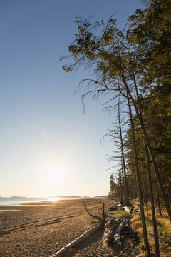 Beach and forest at sunrise, Rathrevor Beach Provincial Park, Vancouver Island, British Columbia, Canada