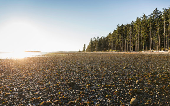 Beach and forest at sunrise, Rathrevor Beach Provincial Park, Vancouver Island, British Columbia, Canada