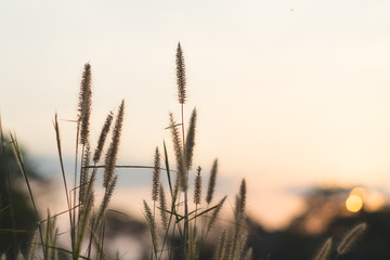 Desho grass Pennisetum pedicellatum and sky background warm light