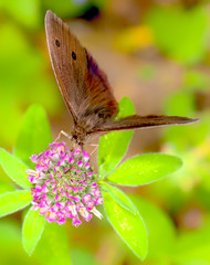 Butterfly drinks nectar from violet flower - 137238997