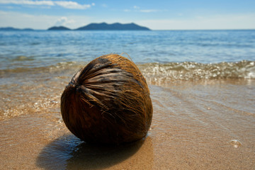 Old Coconut On The Beach, Koh Chang, Thailand