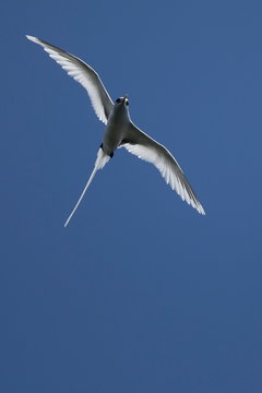 White-tailed tropicbird (Phaethon lepturus) in flight, Mauritius