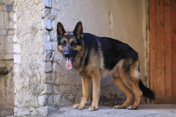 German shepherd dog is guarding an important object