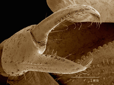 Scanning electron micrograph of the claw of a fiddler crab