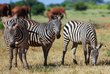 Fototapeta na wymiar Zebras. Tsavo East National park. Kenya.