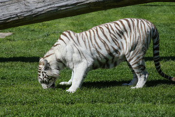 White tiger in the grass.