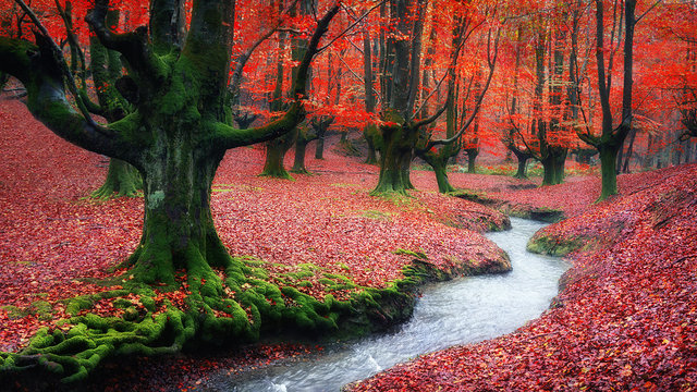 Fototapeta forest in autumn with a stream