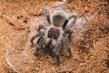 Dangerous tarantula spider in a special terrarium. Macro shot.