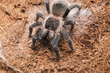 Dangerous tarantula spider in a special terrarium. Macro shot.