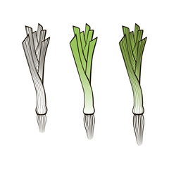 Fresh leek cartoon illustration on white background