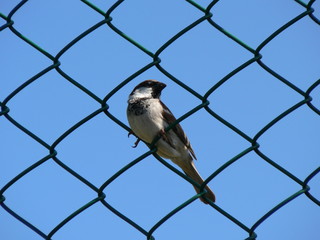 vogel sitzend in einem zaungeflecht