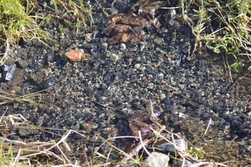 Quellgebiet eines Baches