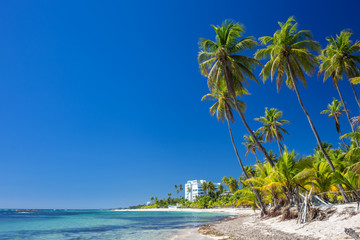 Tropical sand Beach on the Caribbean sea. Clear blue sea and high palm trees