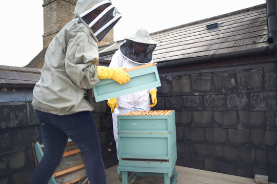 Two female beekeepers, inspecting hive