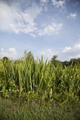 Fototapeta premium Vertical view of vibrant green tall grass reaching up toward a blue sky with soft white clouds