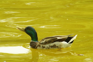 Obraz premium ente im wasser, schwimmt