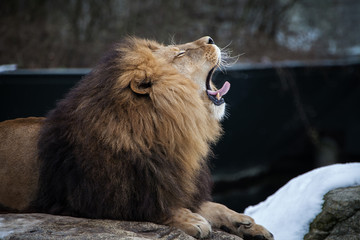 Löwe, Panthera leo