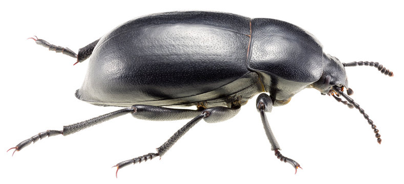 Black darkling beetle Blaps lethifera isolated on white background, front view of beetle.